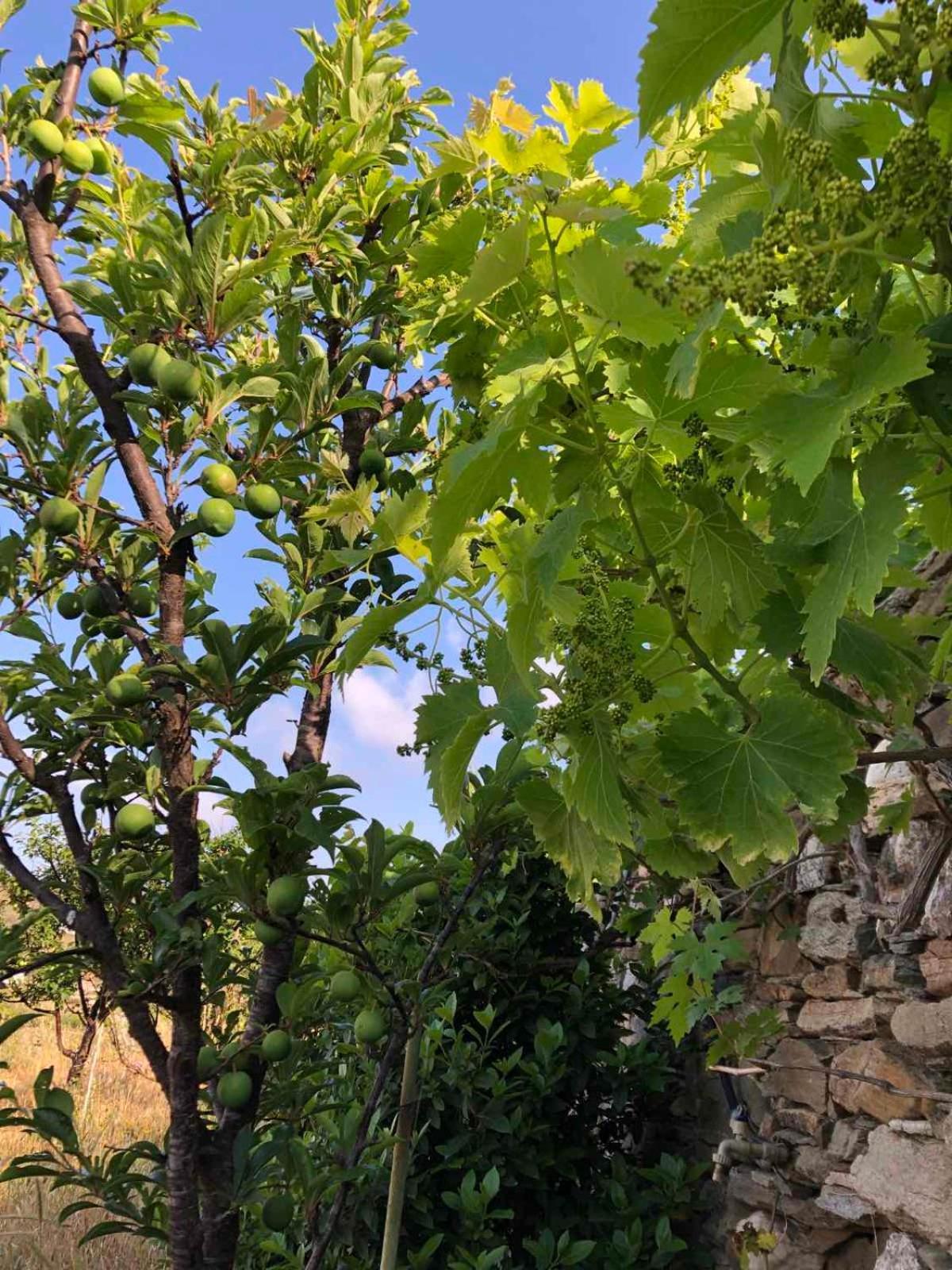 Afrodite Hotel Tinos Exterior photo